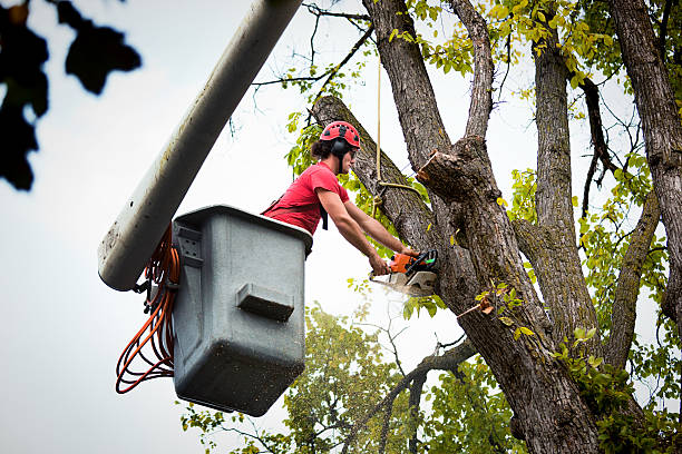 Best Root Management and Removal  in Myrtle Grove, FL